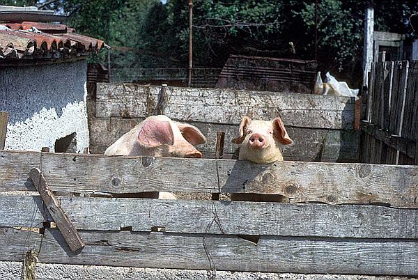 Foto:: Urlaub / Rovinj / Mai 1983 (Foto,Fotos,Bilder,Bild,)