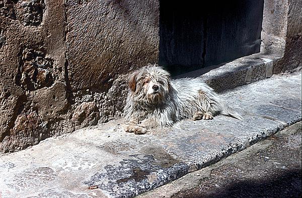 Foto:: Hund / Soller / Mai1984 (Foto,Fotos,Bilder,Bild,)