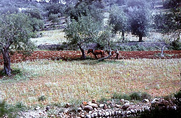 Foto:: Pferd / Soller  / Mai 1984 (Foto,Fotos,Bilder,Bild,)