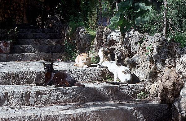 Foto:: Rundgang / Valldemossa / Mai 1984 (Foto,Fotos,Bilder,Bild,)