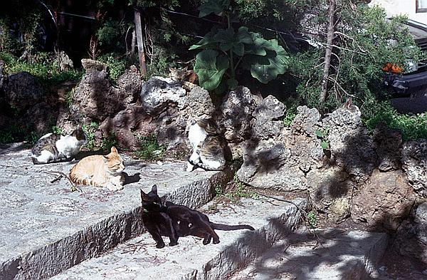 Foto:: Rundgang / Valldemossa / Mai 1984 (Foto,Fotos,Bilder,Bild,)