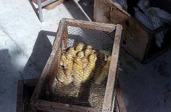 Foto:: Wochenmarkt / Inca / Mai 1984 (Foto,Fotos,Bilder,Bild,)