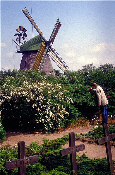 Foto:: Amrum / Juni 1985 (Foto,Fotos,Bilder,Bild,)