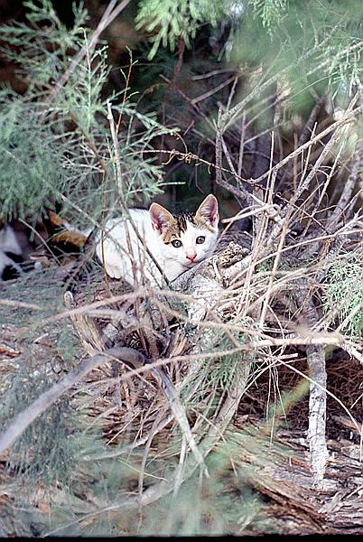 Foto:: Rundgang / Arkasa / Mai 1990 (Foto,Fotos,Bilder,Bild,)