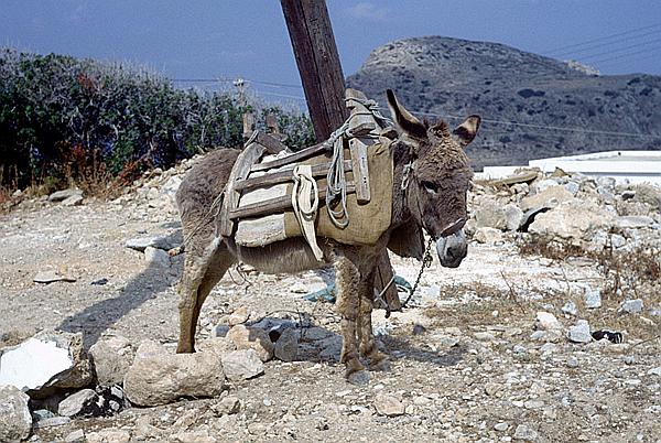 Foto:: Umgebung / Arkasa / Juni 1990 (Foto,Fotos,Bilder,Bild,)