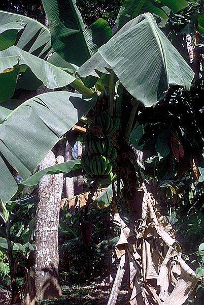 Foto:: Tour nach / Baracoa / 03./04.051992 (Foto,Fotos,Bilder,Bild,)