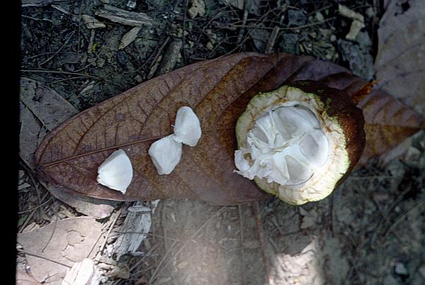 Foto:: Tour nach / Baracoa / 03./04.051992 (Foto,Fotos,Bilder,Bild,)