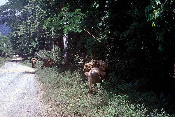 Foto:: Tour nach / Baracoa / 03./04.051992 (Foto,Fotos,Bilder,Bild,)