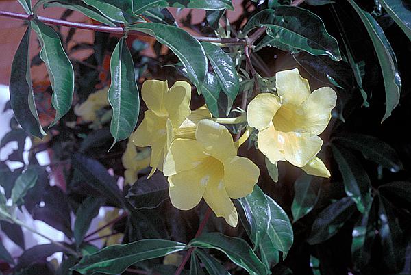 Foto:: Strand / Guardalavaca / 11.05.1992 (Foto,Fotos,Bilder,Bild,)