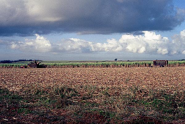 Foto:: Tour / Cayo Saetia / 13.05.1992 (Foto,Fotos,Bilder,Bild,)