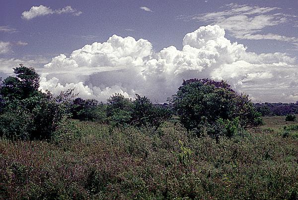 Foto:: Tour / Cayo Saetia / 13.05.1992 (Foto,Fotos,Bilder,Bild,)