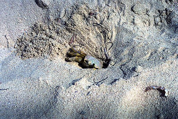 Foto:: Strand / Guardalavaca / 14.05.1992 (Foto,Fotos,Bilder,Bild,)