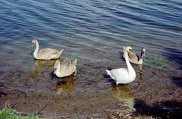 Foto:: Spaziergang / Mragowo / September 1994 (Foto,Fotos,Bilder,Bild,)