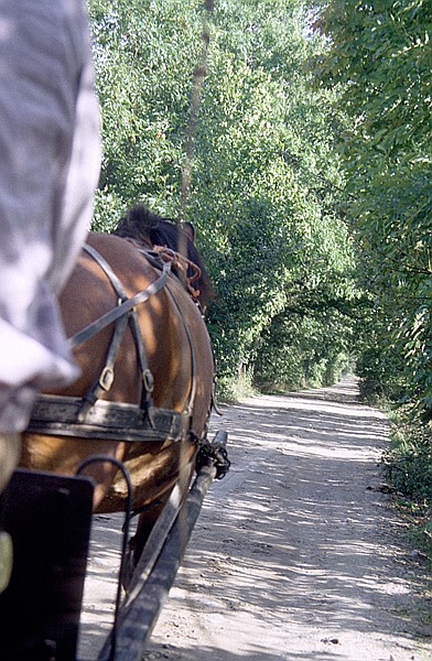 Foto:: Kutschfahrt / Mragowo / September 1994 (Foto,Fotos,Bilder,Bild,)