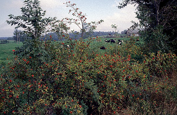 Foto:: Wanderung / Mragowo / September 1994 (Foto,Fotos,Bilder,Bild,)