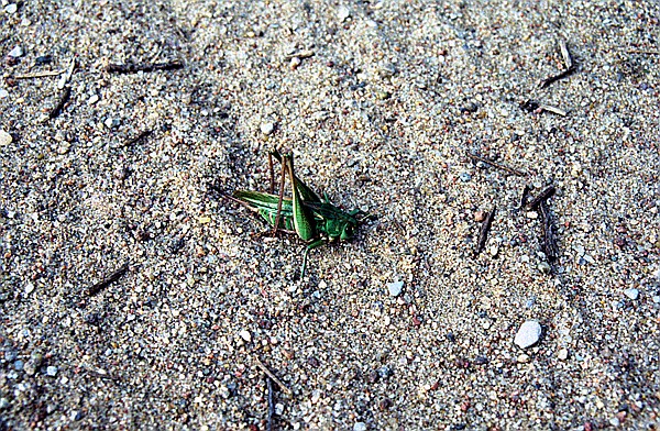 Foto:: Wanderung / Talty - Ryn / September 1994 (Foto,Fotos,Bilder,Bild,)