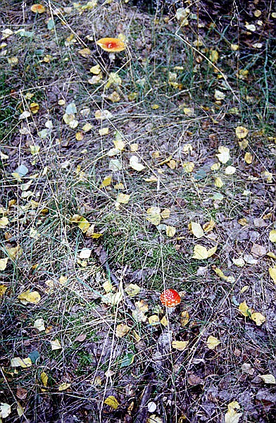 Foto:: Wanderung / Talty - Ryn / September 1994 (Foto,Fotos,Bilder,Bild,)