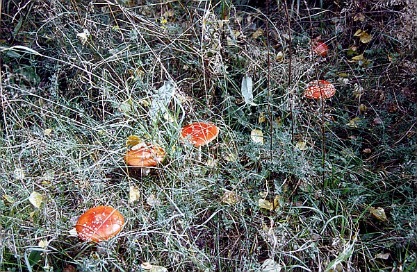 Foto:: Wanderung / Talty - Ryn / September 1994 (Foto,Fotos,Bilder,Bild,)