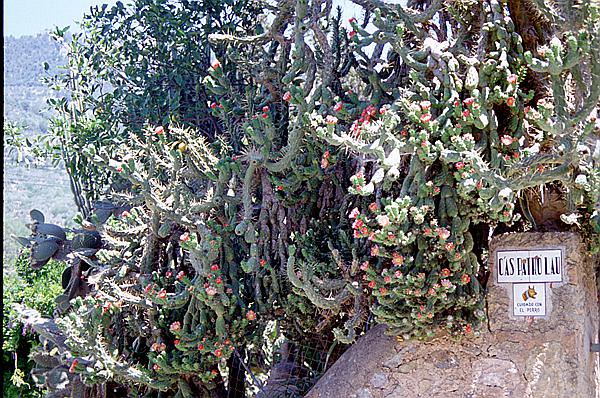 Foto:: Wanderung / Fornalutxx / Jlui 1998 (Foto,Fotos,Bilder,Bild,)