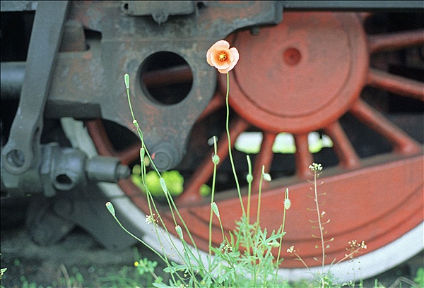 Foto:: Blume / Wolsztyn / 11.06.2005 (Foto,Fotos,Bilder,Bild,)