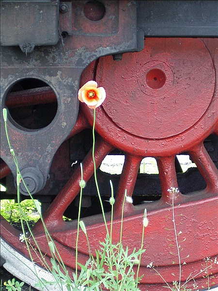 Foto:: Blume / Wolsztyn / 11.06.2005 (Foto,Fotos,Bilder,Bild,)