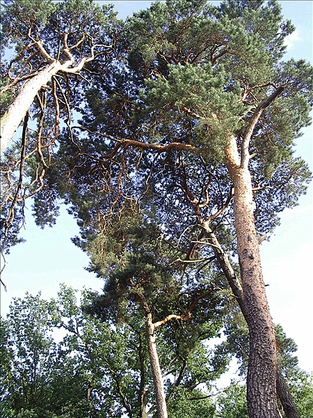 Foto:: Reisen / Masuren (Foto,Fotos,Bilder,Bild,)