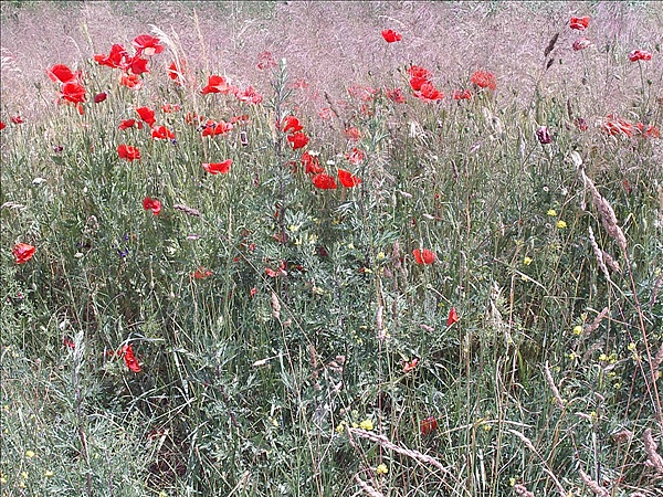 Foto:: Reisen / Masuren (Foto,Fotos,Bilder,Bild,)
