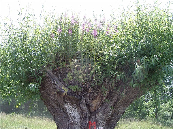 Foto:: Reisen / Masuren (Foto,Fotos,Bilder,Bild,)