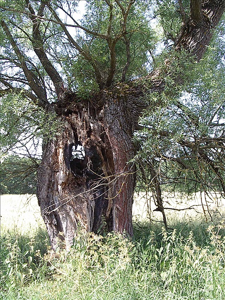 Foto:: Reisen / Masuren (Foto,Fotos,Bilder,Bild,)