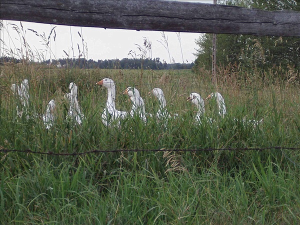 Foto:: Reisen / Masuren (Foto,Fotos,Bilder,Bild,)