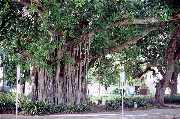 Foto:: Ft. Myers / Ft. Myers / 15.07.2005 (Foto,Fotos,Bilder,Bild,)
