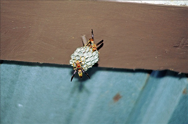 Foto:: Cracker Trail Museum / Zolfo Springs, Fl / 15.07.2005 (Foto,Fotos,Bilder,Bild,)