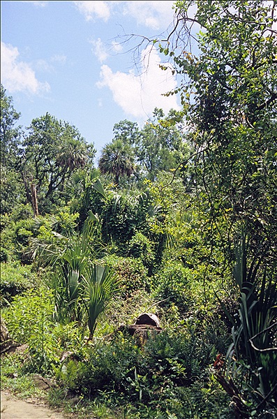 Foto:: Rundgang / Silver Springs, FL / 17.07.2005 (Foto,Fotos,Bilder,Bild,)
