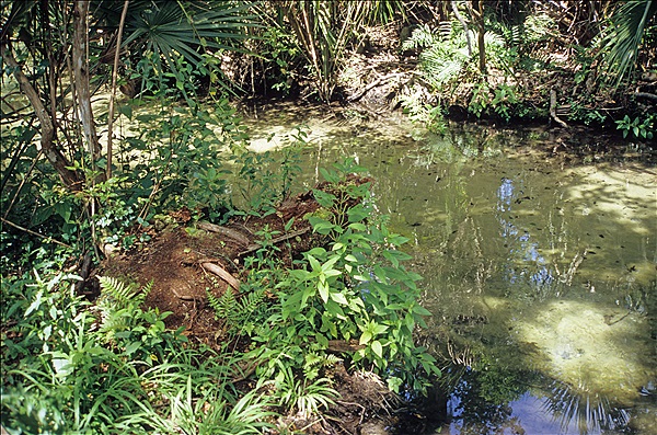 Foto:: Rundgang / Silver Springs, FL / 17.07.2005 (Foto,Fotos,Bilder,Bild,)
