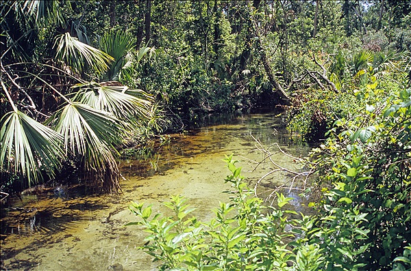 Foto:: Rundgang / Silver Springs, FL / 17.07.2005 (Foto,Fotos,Bilder,Bild,)