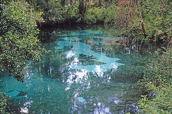 Foto:: Rundgang / Silver Springs, FL / 17.07.2005 (Foto,Fotos,Bilder,Bild,)