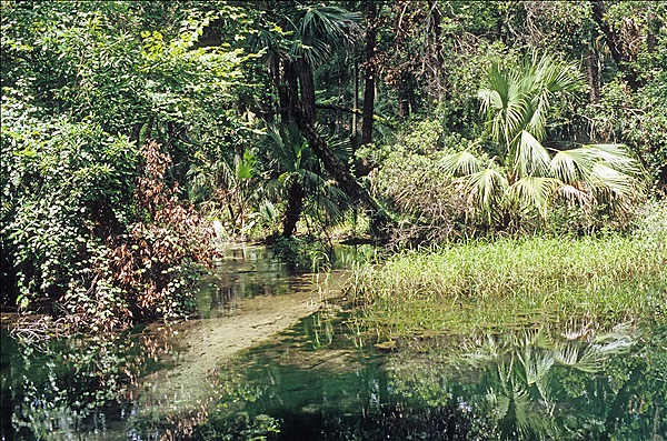 Foto:: Rundgang / Silver Springs, FL / 17.07.2005 (Foto,Fotos,Bilder,Bild,)