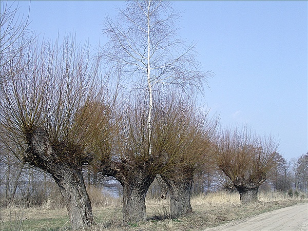 Foto:: Reisen / Masuren / 2006 (Foto,Fotos,Bilder,Bild,)