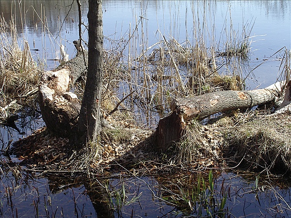 Foto:: Reisen / Masuren / 2006 (Foto,Fotos,Bilder,Bild,)