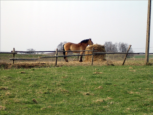 Foto:: Reisen / Masuren / 2006 (Foto,Fotos,Bilder,Bild,)