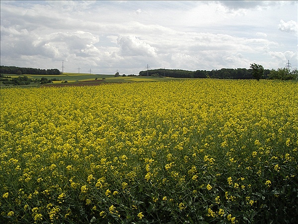 Foto:: Reisen / Bayerischer Wald / 2006 (Foto,Fotos,Bilder,Bild,)