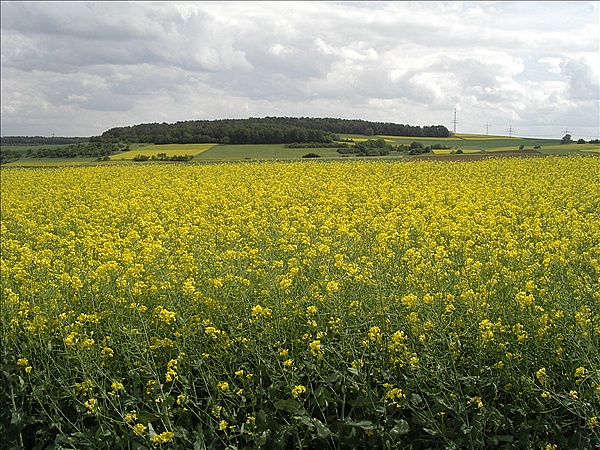 Foto:: Reisen / Bayerischer Wald / 2006 (Foto,Fotos,Bilder,Bild,)
