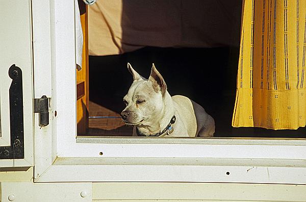 Foto:: Reisen / Suedfrankreich / 2006 (Foto,Fotos,Bilder,Bild,)