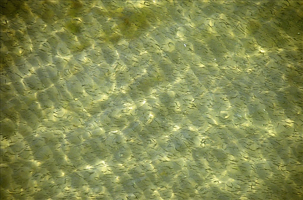 Foto:: Reisen / Litauen / Sommer 2006 (Foto,Fotos,Bilder,Bild,)