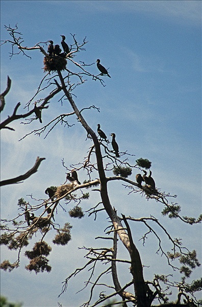 Foto:: Reisen / Litauen / Sommer 2006 (Foto,Fotos,Bilder,Bild,)