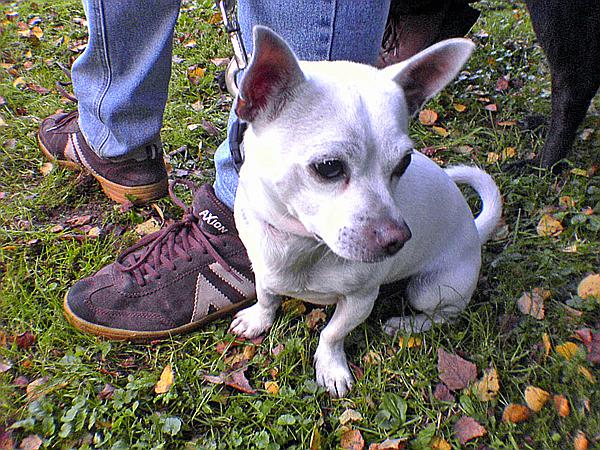 Foto:: Agility / Buerenbruch / 27.09.2006 (Foto,Fotos,Bilder,Bild,)