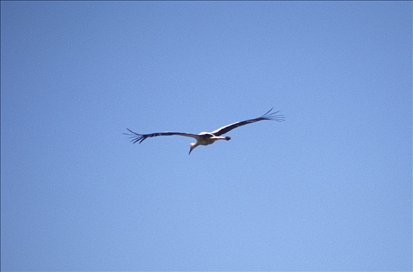 Foto:: Reisen / Polen / Sommer 2007 (Foto,Fotos,Bilder,Bild,)