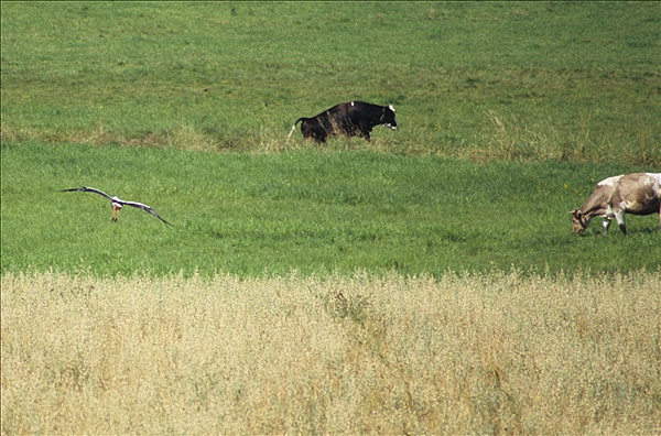 Foto:: Reisen / Polen / Sommer 2007 (Foto,Fotos,Bilder,Bild,)