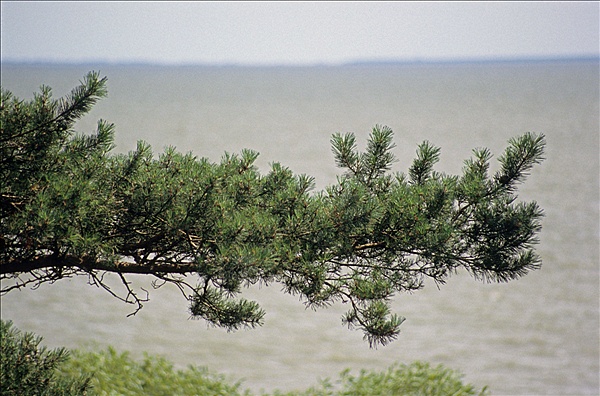 Foto:: Reisen / Litauen / Sommer 2007 (Foto,Fotos,Bilder,Bild,)
