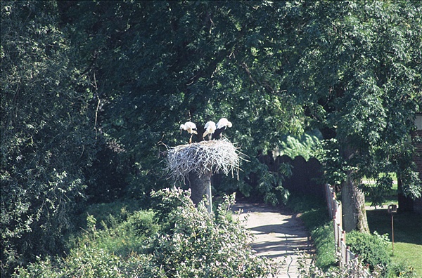 Foto:: Reisen / Litauen / Sommer 2007 (Foto,Fotos,Bilder,Bild,)